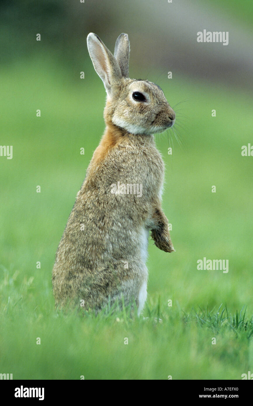 Upright Bunny Sitters Near Me Spring Bunny Shelf Sitter (single