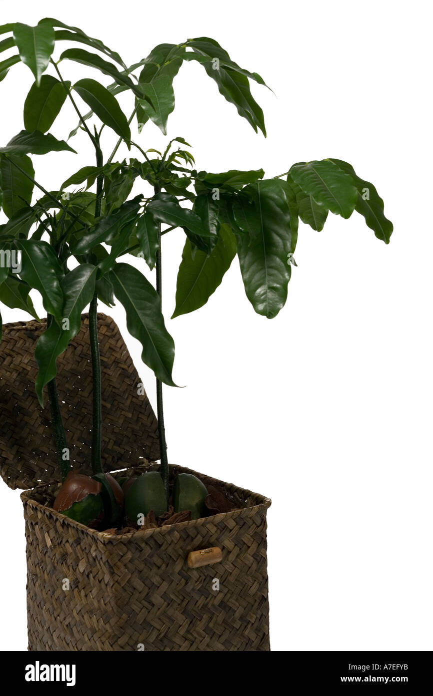 Ginseng Ficus (Ficus retusa) Stock Photo