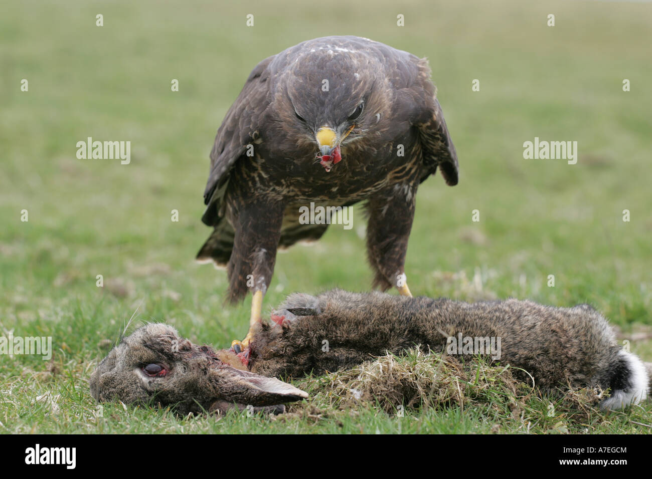 Buzzard eating its prey Stock Photo Alamy