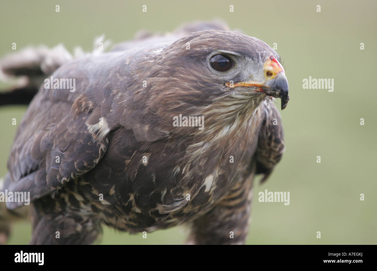 Buzzard eating its prey Stock Photo - Alamy