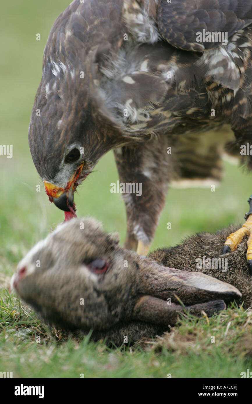 Buzzard eating its prey Stock Photo Alamy