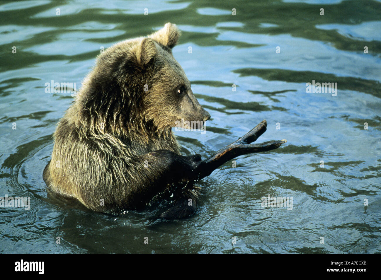 European Brown Bear Ursus arctos Stock Photo - Alamy