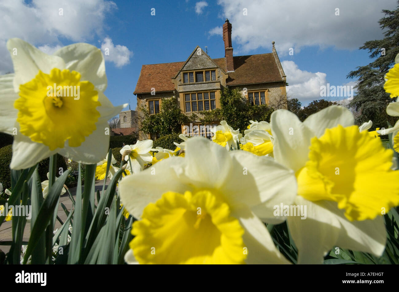 Daffodils at Le Manoir Quat Saison in Great Milton Oxon UK.One of the best hotels and  restaurants in the world Stock Photo