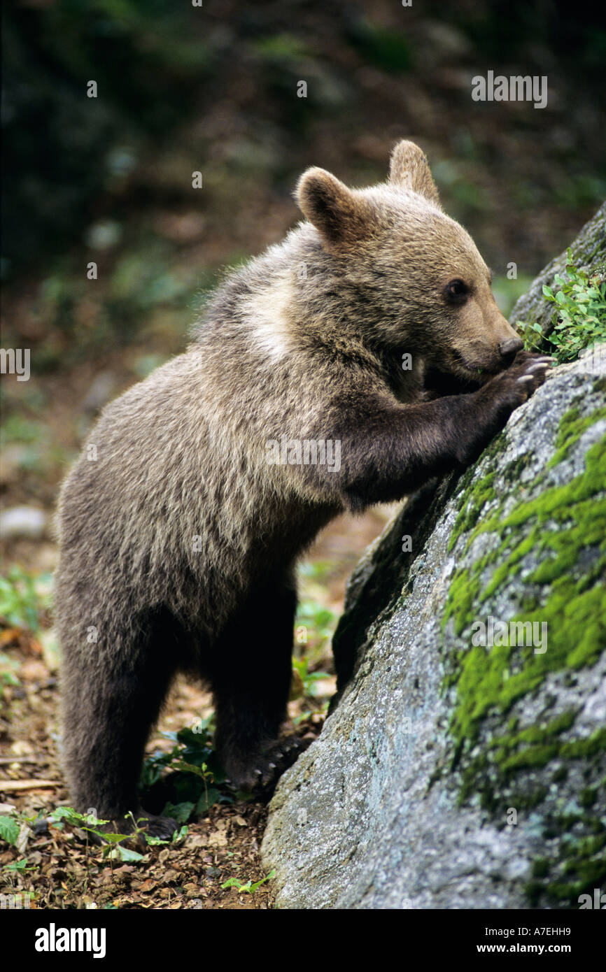 European Brown Bear Ursus arctos Stock Photo - Alamy