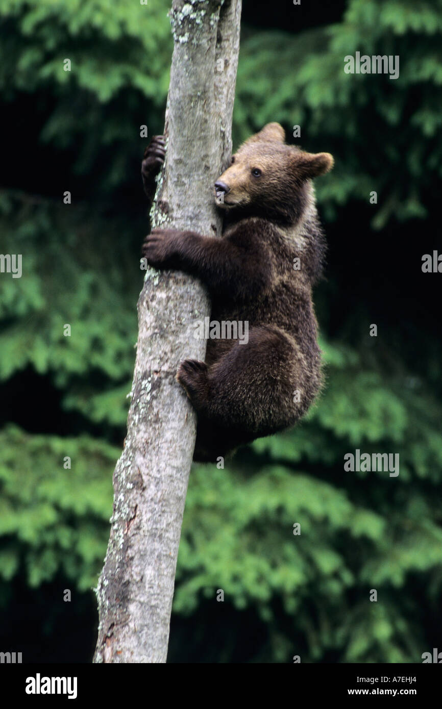 European Brown Bear Ursus arctos Stock Photo - Alamy