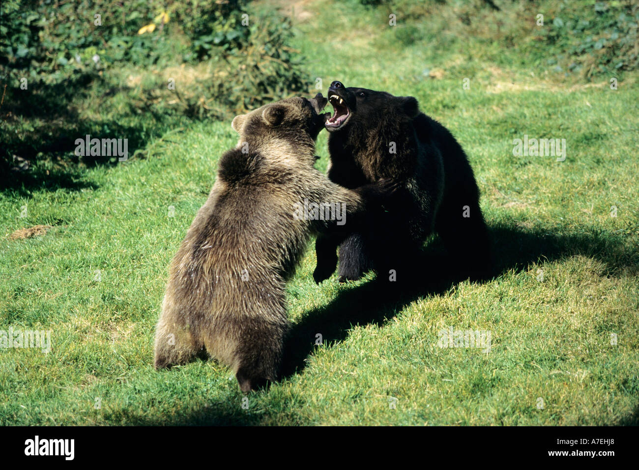 European Brown Bear Arctos ursus Stock Photo - Alamy