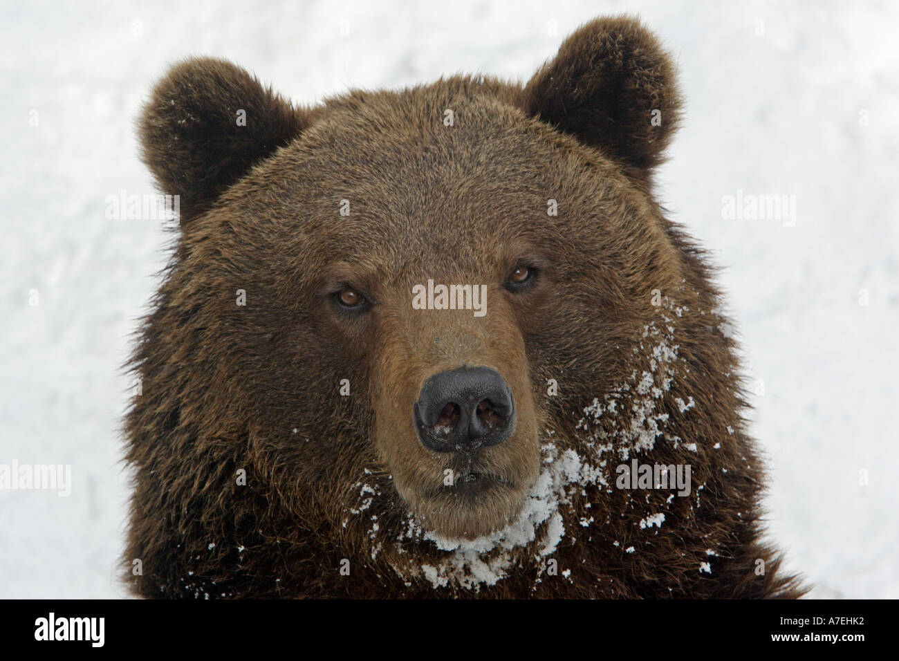 European Brown Bear Arctos ursus Stock Photo - Alamy
