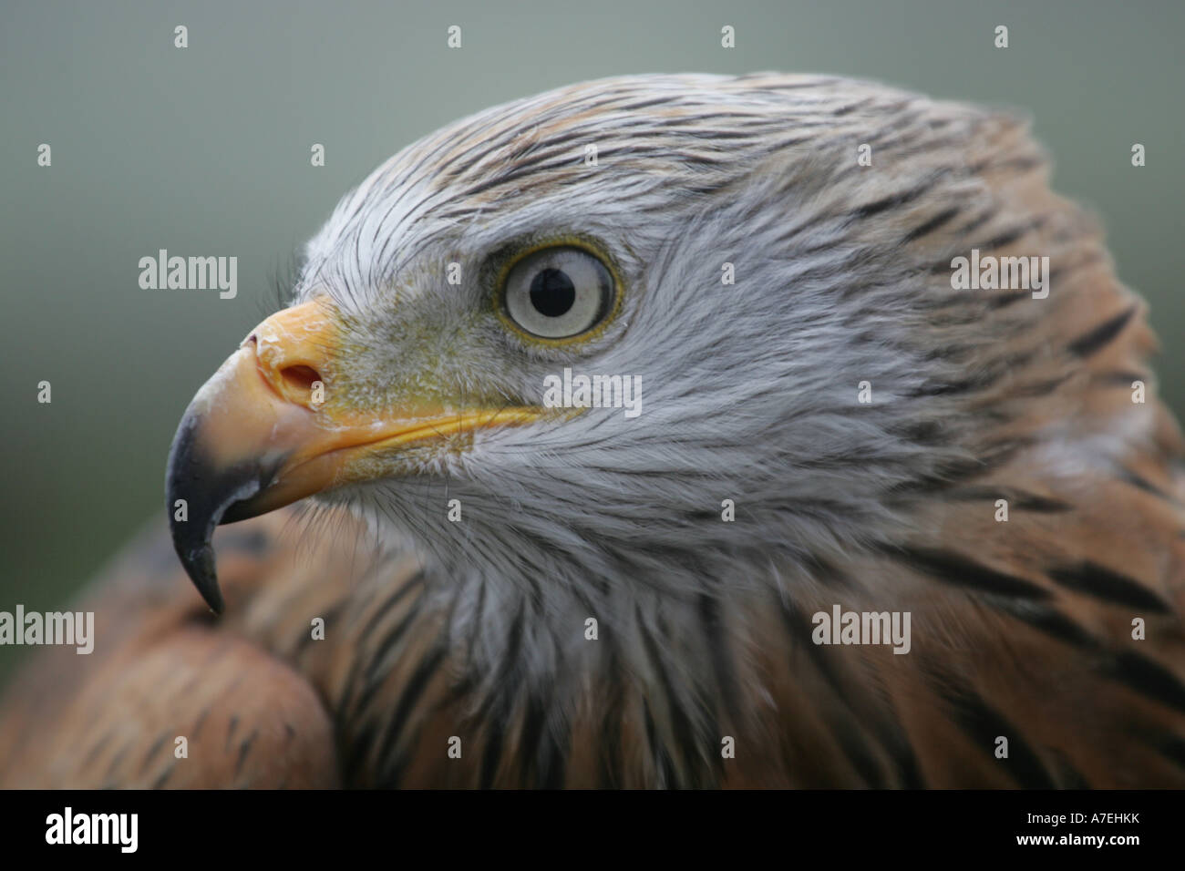 Close Up Of A Red Kite Stock Photo Alamy