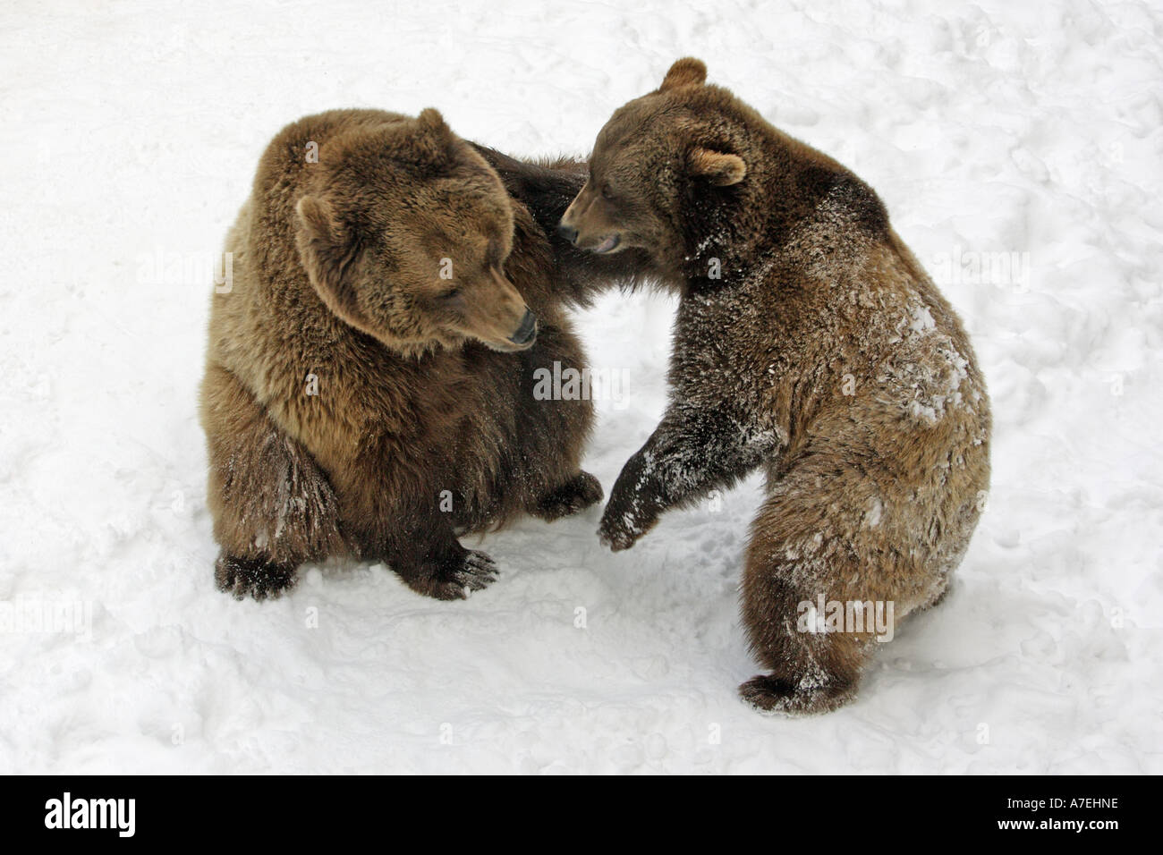 European Brown Bear Ursus arctos Stock Photo - Alamy