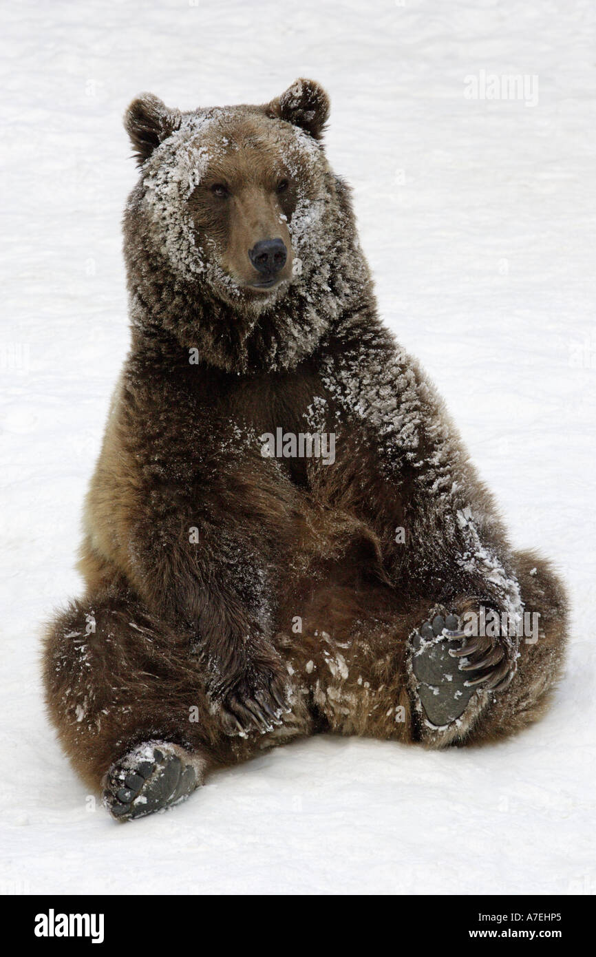 European Brown Bear Ursus arctos Stock Photo - Alamy