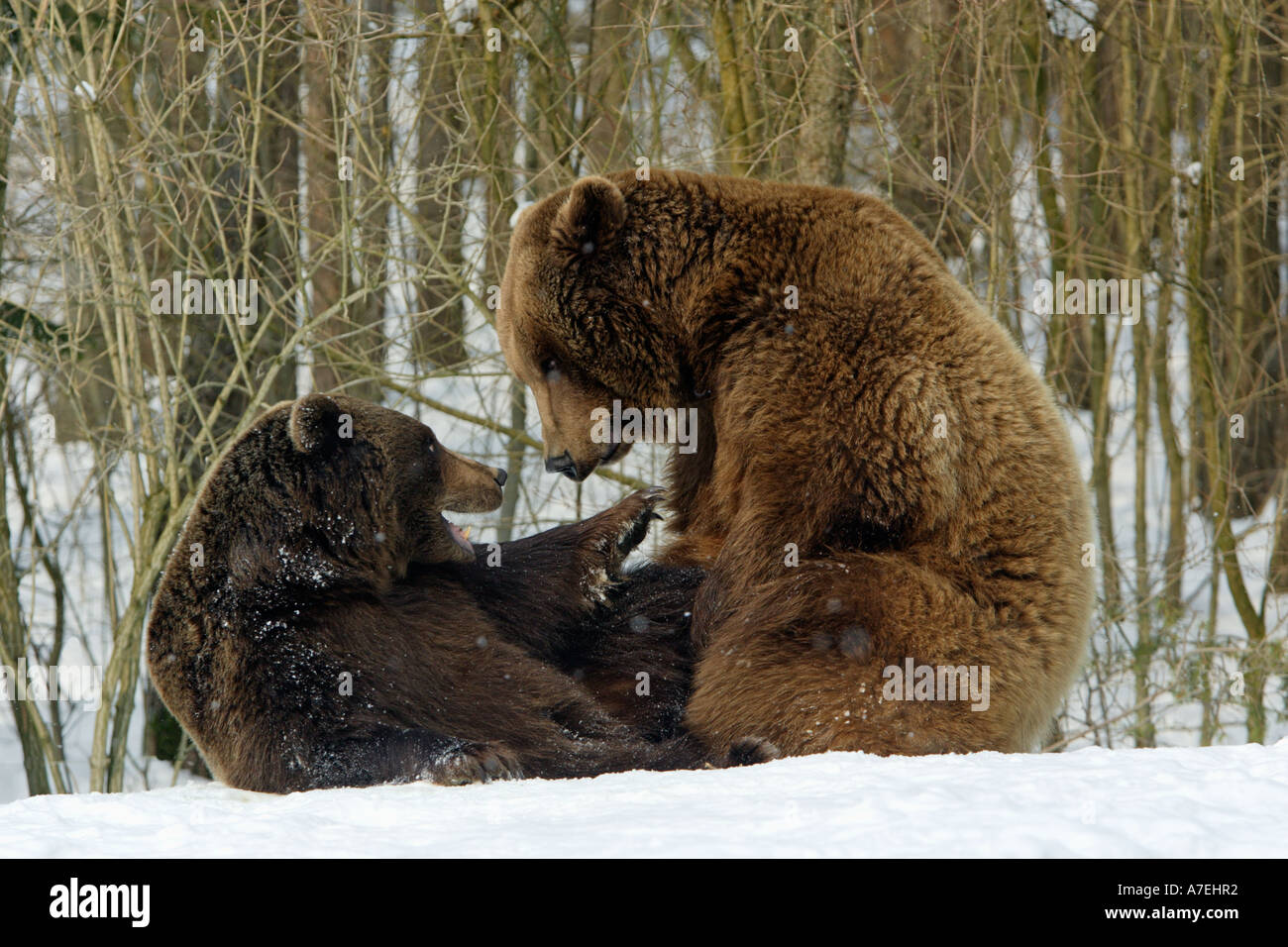 European Brown Bear Ursus arctos Stock Photo - Alamy
