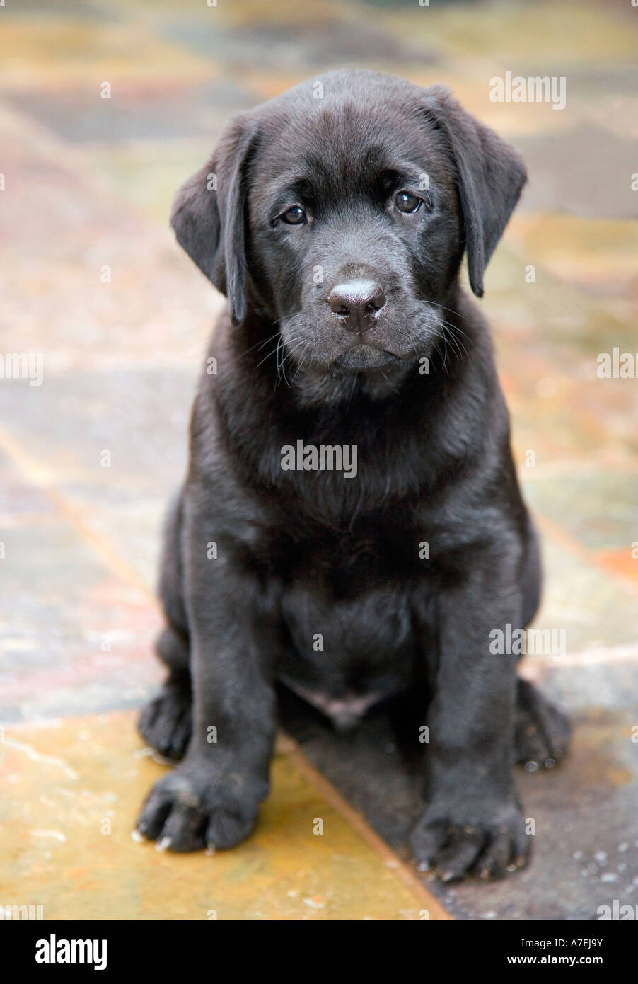 Vervagen Hoe dan ook gehandicapt Portrait of 10 week old black lab puppy Stock Photo - Alamy