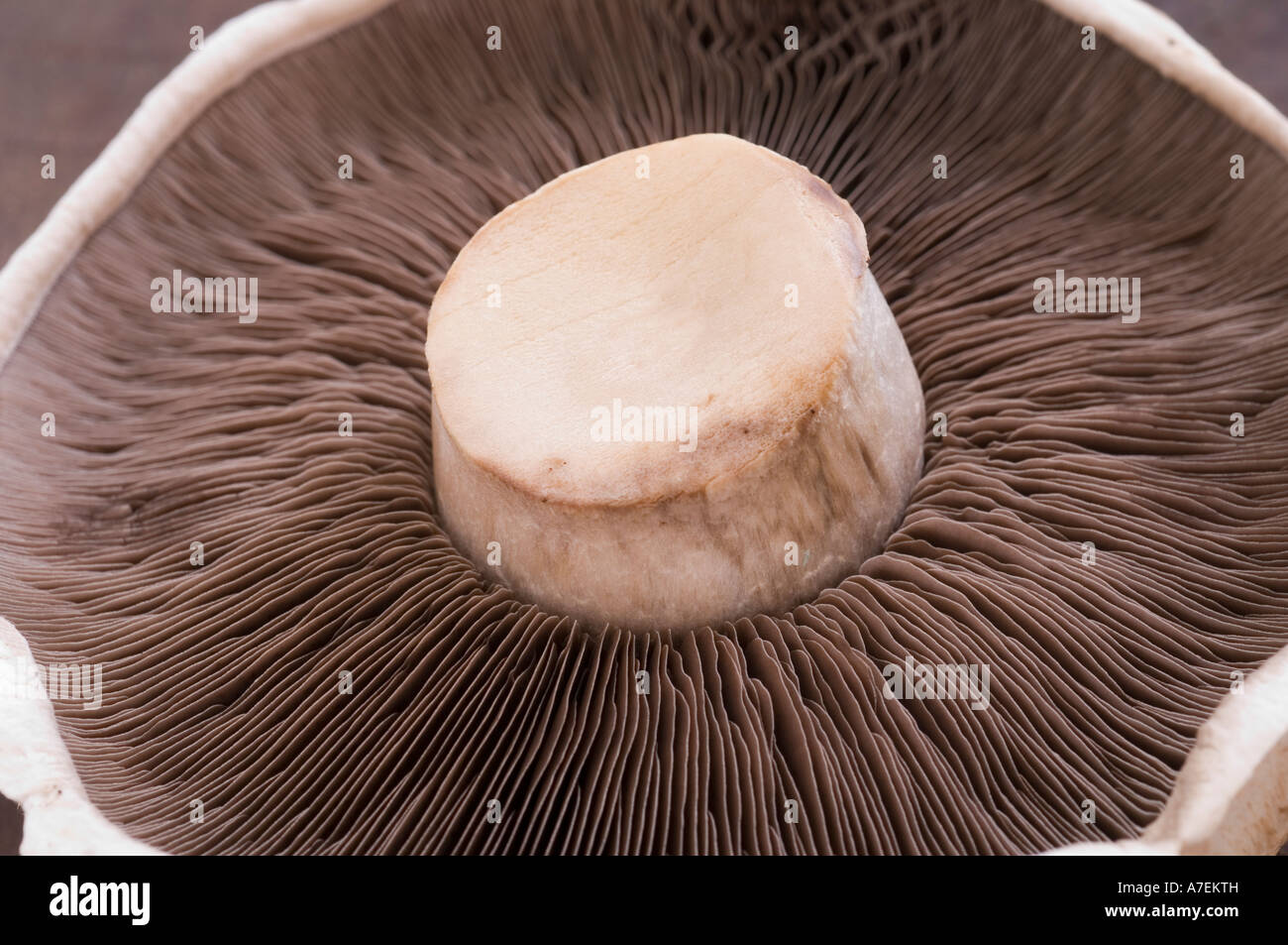 closeup-of-portobello-mushroom-gills-stock-photo-11816848-alamy