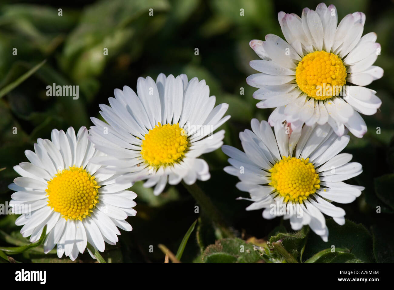 Small group of Daisy's (Bellis perennis) potton bedfordshire Stock Photo