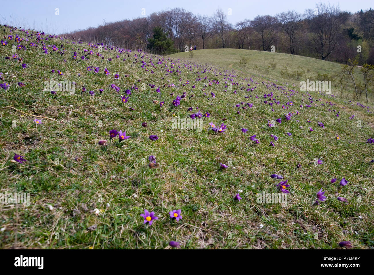 Pasque Flowers (Pulsatilla vulgaris) growing on Therfield heath Royston Stock Photo