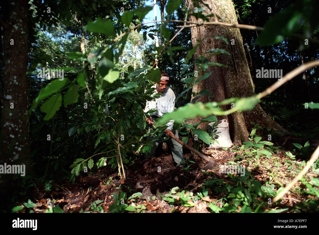 Mexico, Chiapas, Lacandon Jungle. Tzeltal Indian and his shade-grown coffee Stock Photo