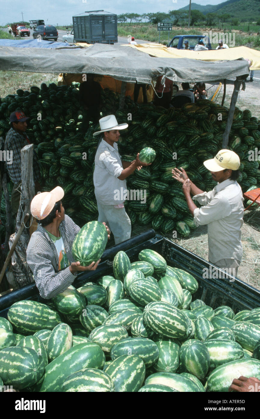 Mexico, Oaxaca, North America. Watermelon harvest in Oaxaca Stock Photo