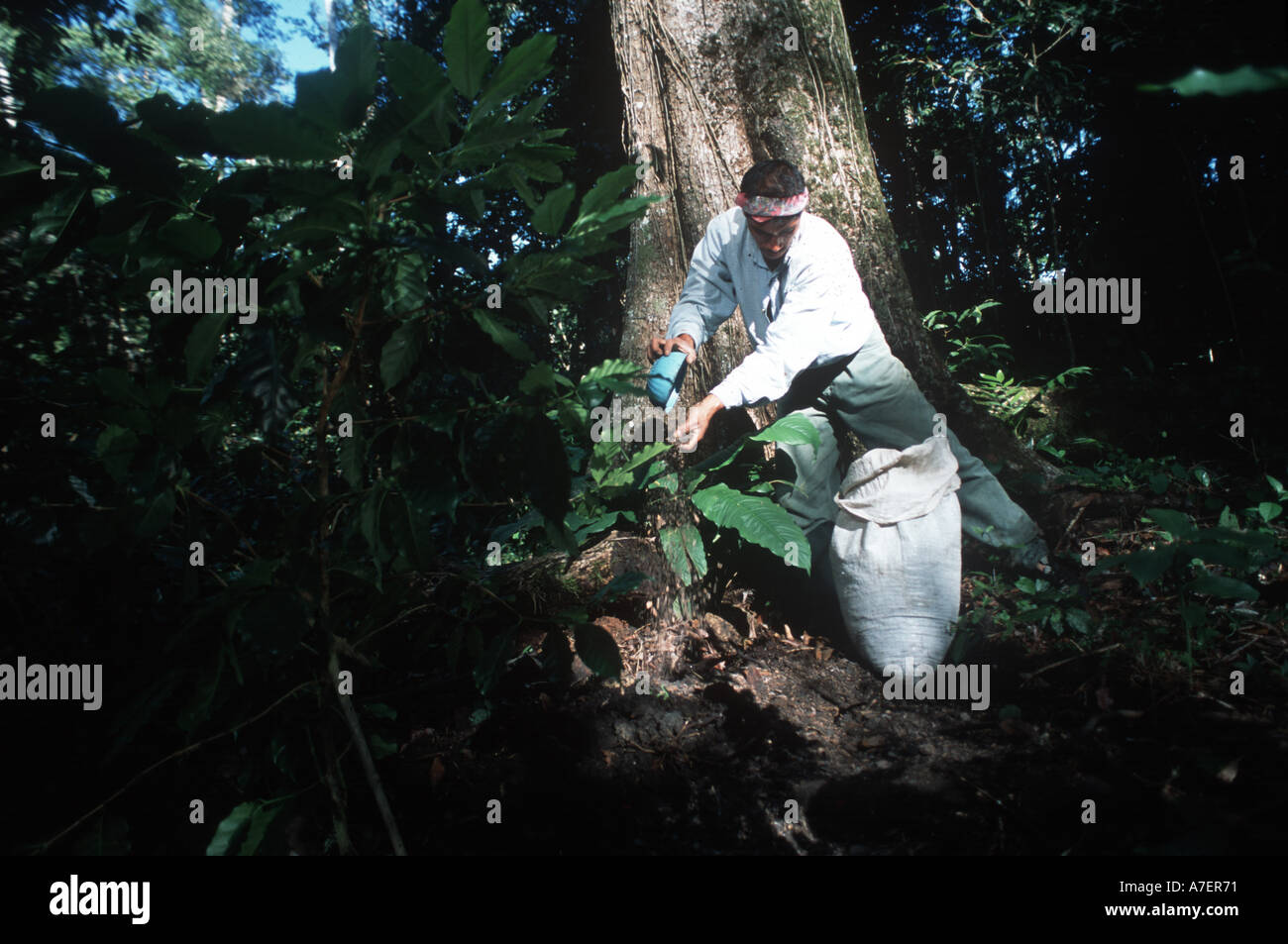 Mexico, Chiapas, Lacandon Jungle. Tzeltal Indian adds organic fertilizer to his shade-grown coffee Stock Photo