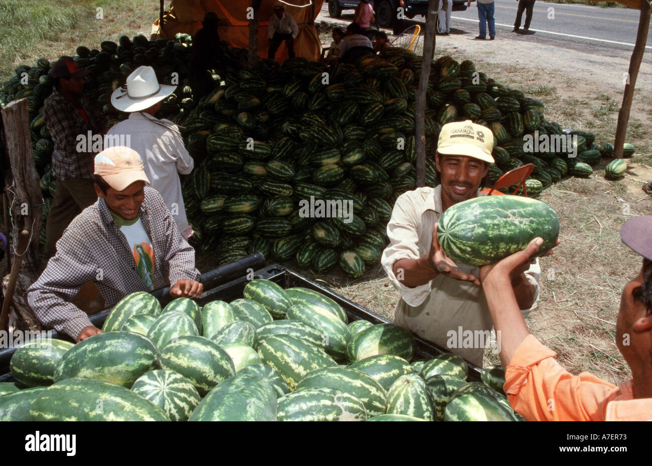 Watermelon harvest farmer hires stock photography and images Alamy