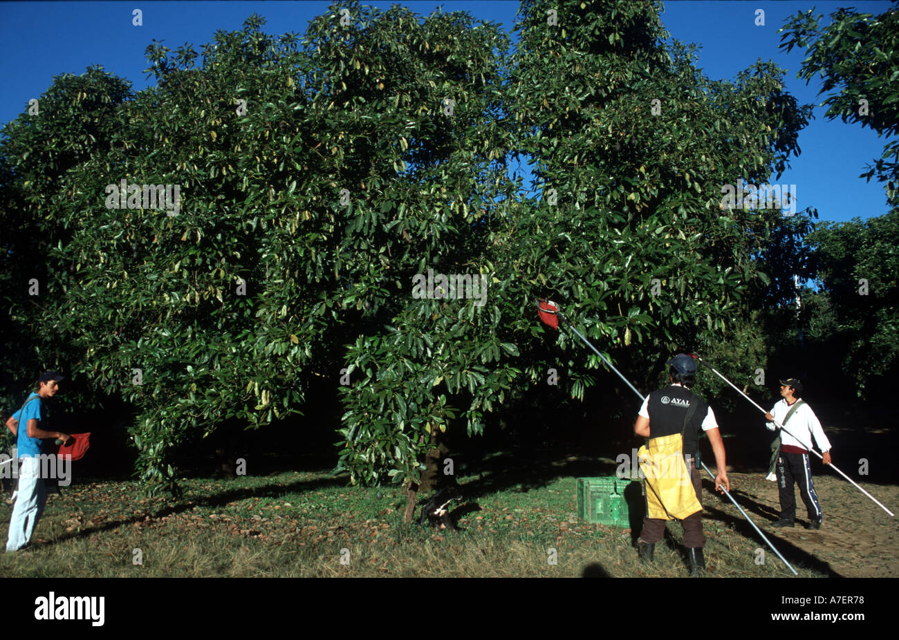 Avocado farm mexico hires stock photography and images Alamy