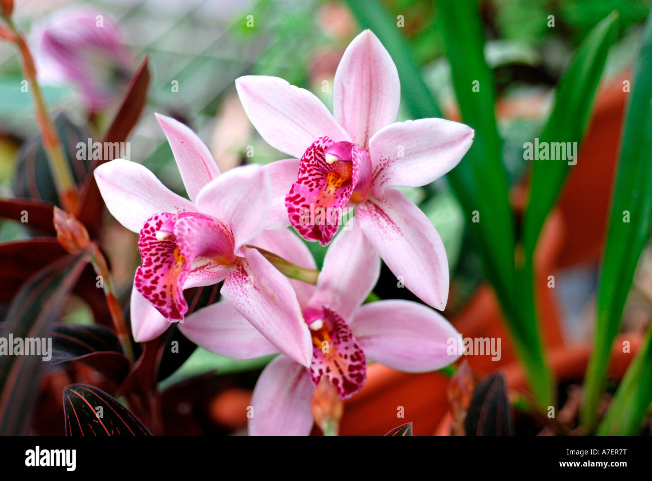 Colourful Mauve Orchid Stock Photo