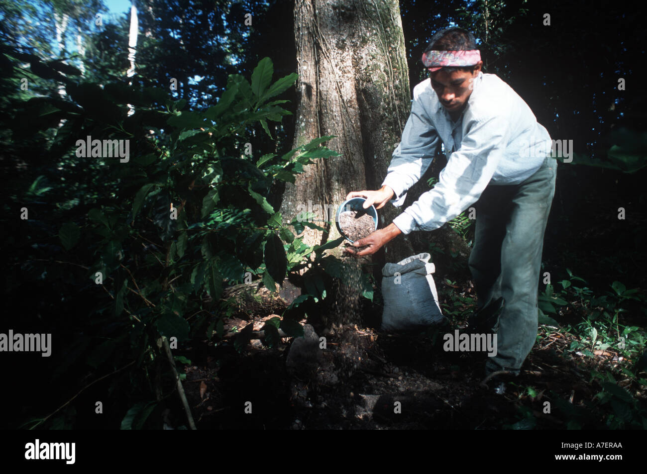 Mexico, Chiapas, Lacandon Jungle. Tzeltal Indian adds organic fertilizer to his shade-grown coffee Stock Photo