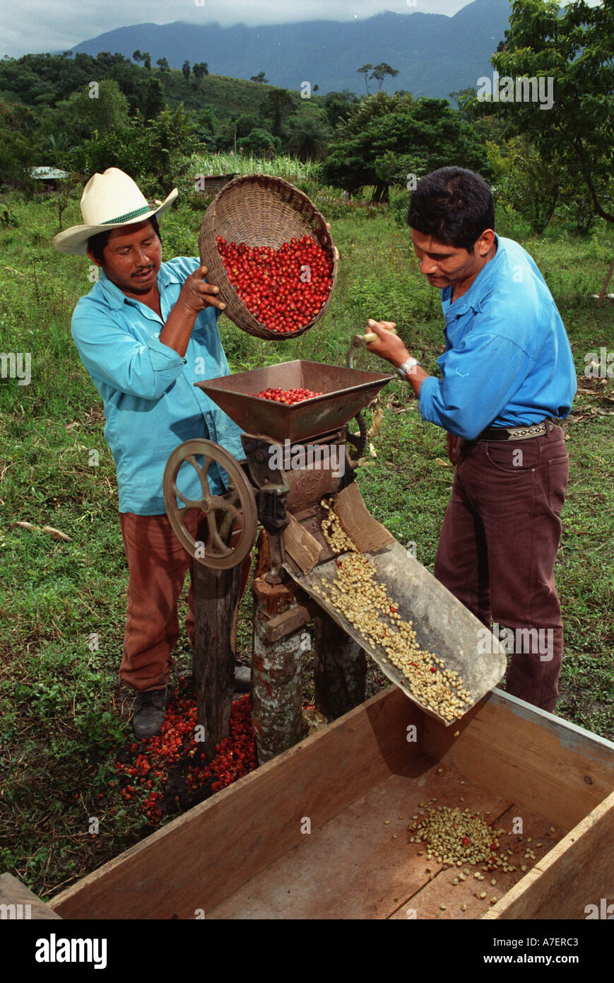 Mexico, Chiapas, Lacandon Jungle, Tzeltal Indians de-pulp organic shade grown coffee, Ejido San Luis Stock Photo