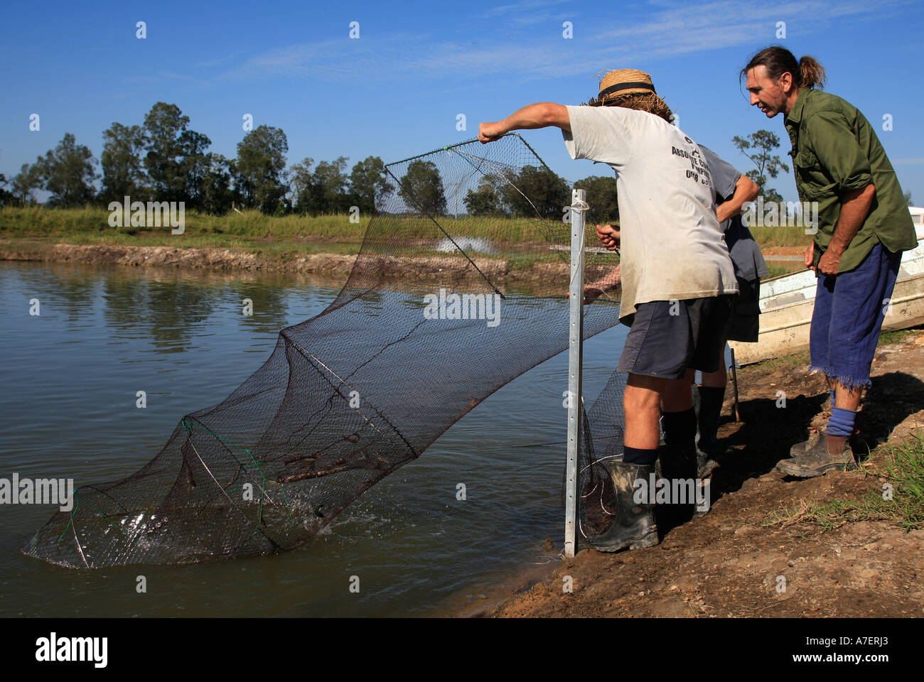 Prawn Farming in Australia harvesting tiger prawns on Bellingen river