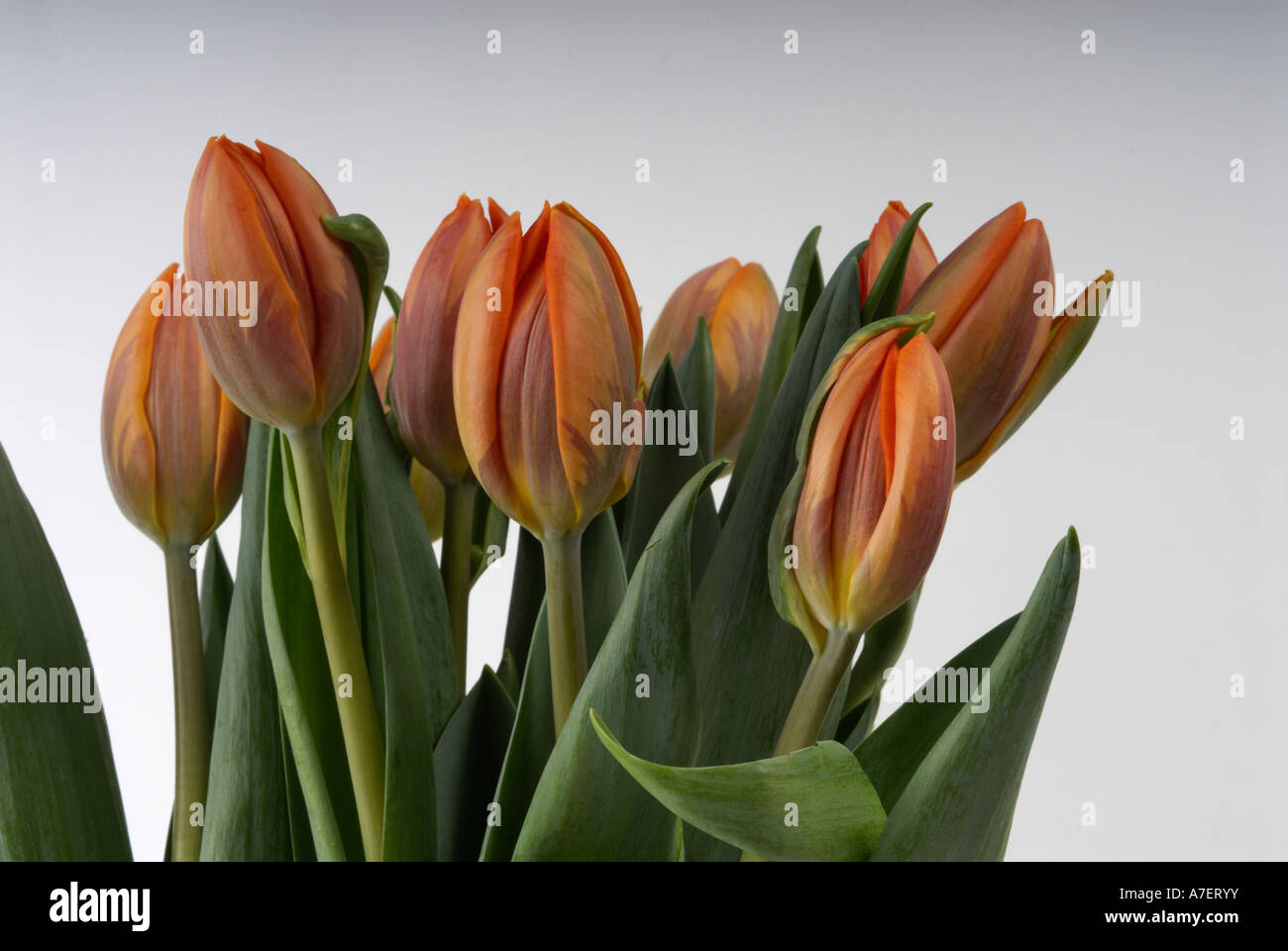 Tulips Stock Photo