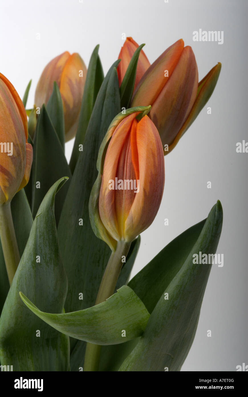 Tulips Stock Photo