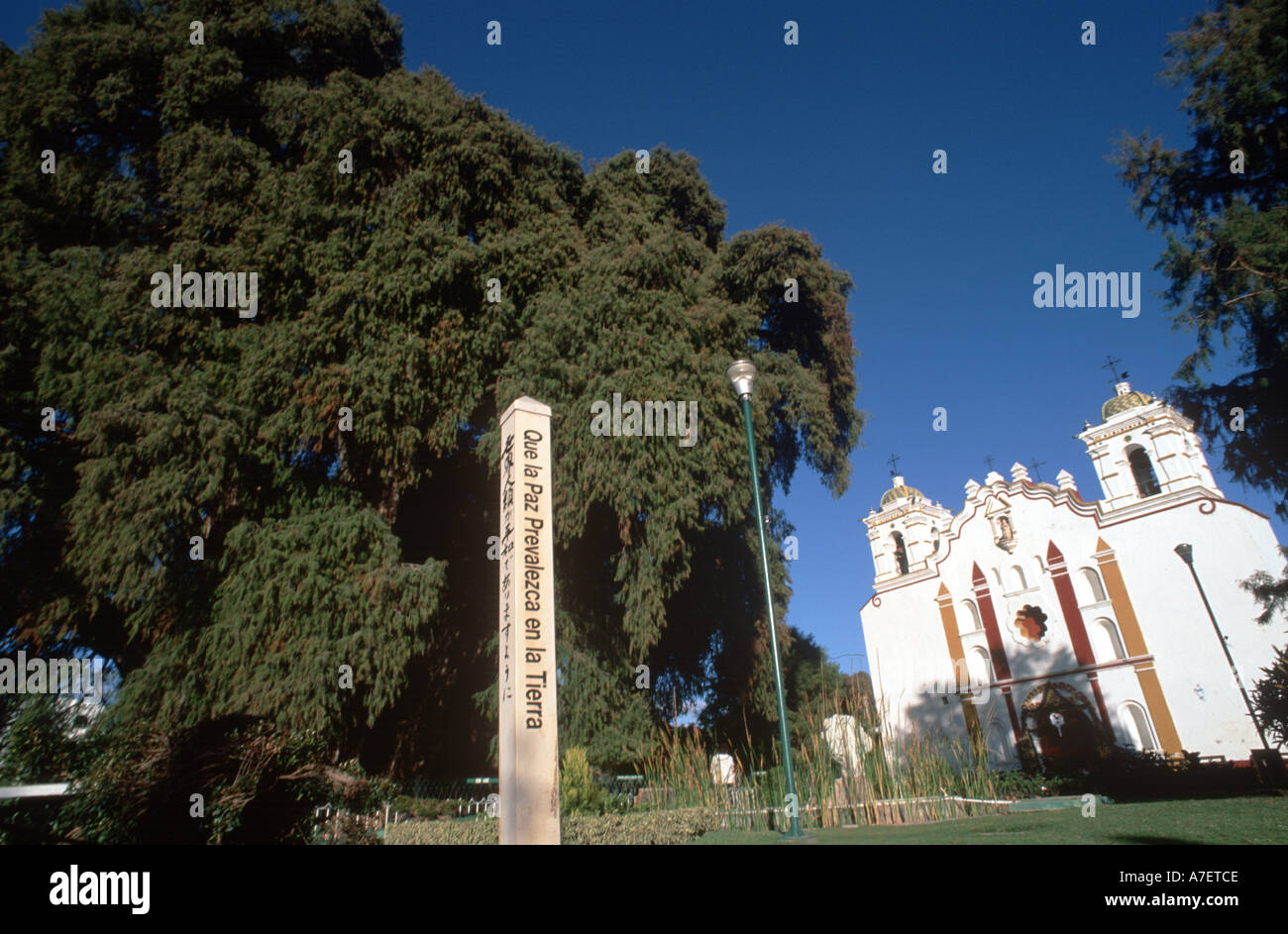 Mexico, Oaxaca, El Tule. 2000-3000 year old ahuehuete tree, biomass,  UNESCO site Stock Photo