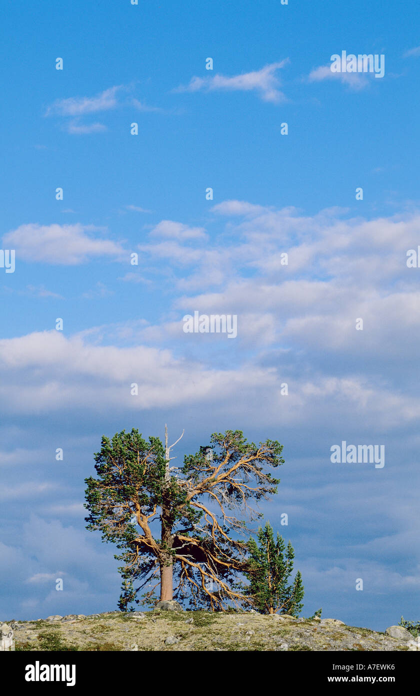 Landscape pine tree hi-res stock photography and images - Alamy