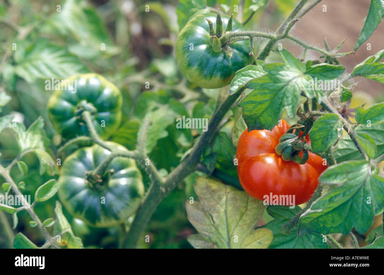 Tomato plants with tomatoes ripening on the vine Stock Photo - Alamy