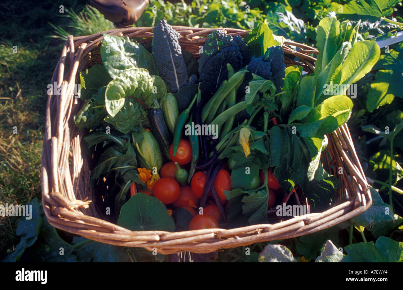 Harvest of vegetables in a wicker basket Stock Photo - Alamy