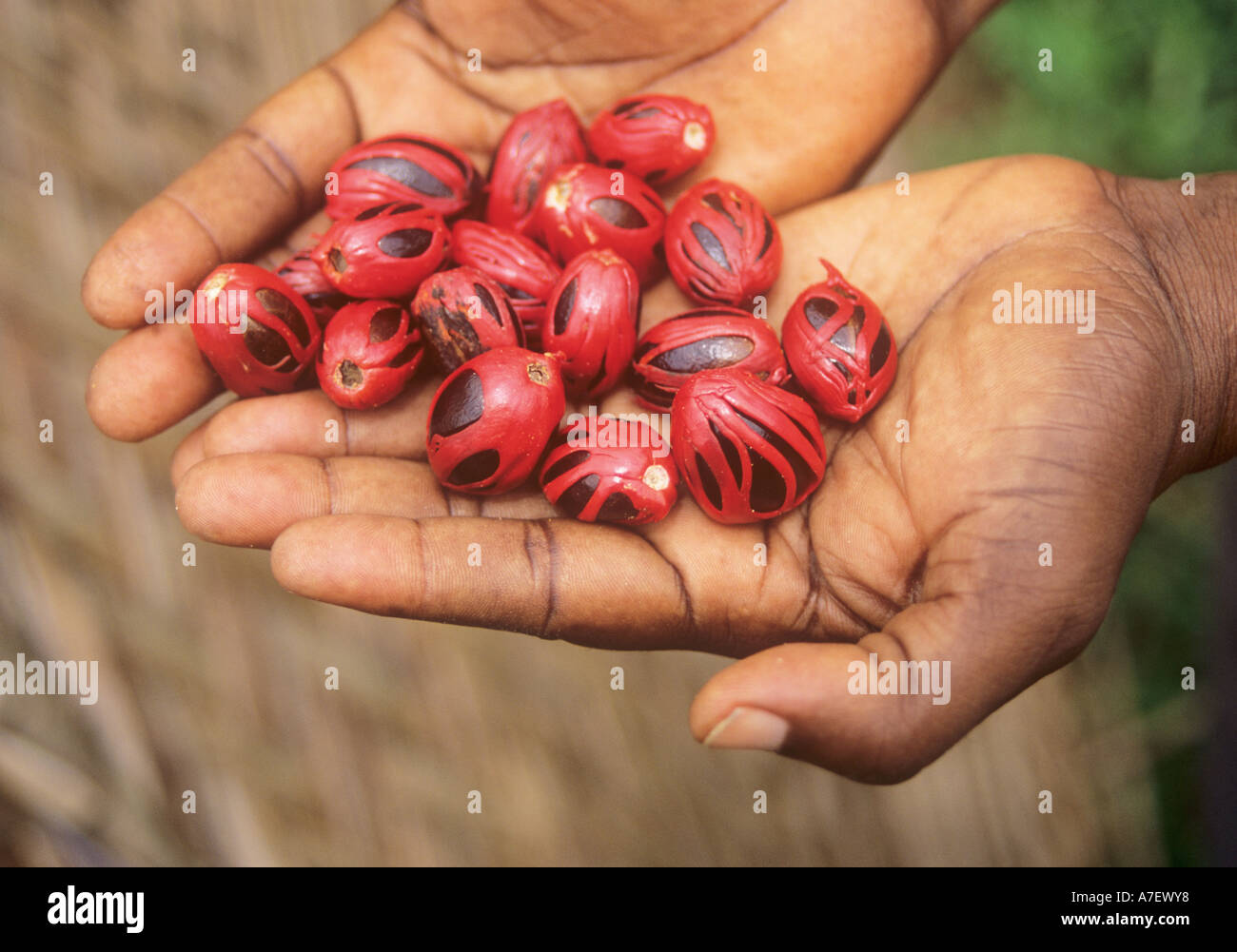 Nutmeg and mace, Zanzibar spice island Stock Photo Alamy