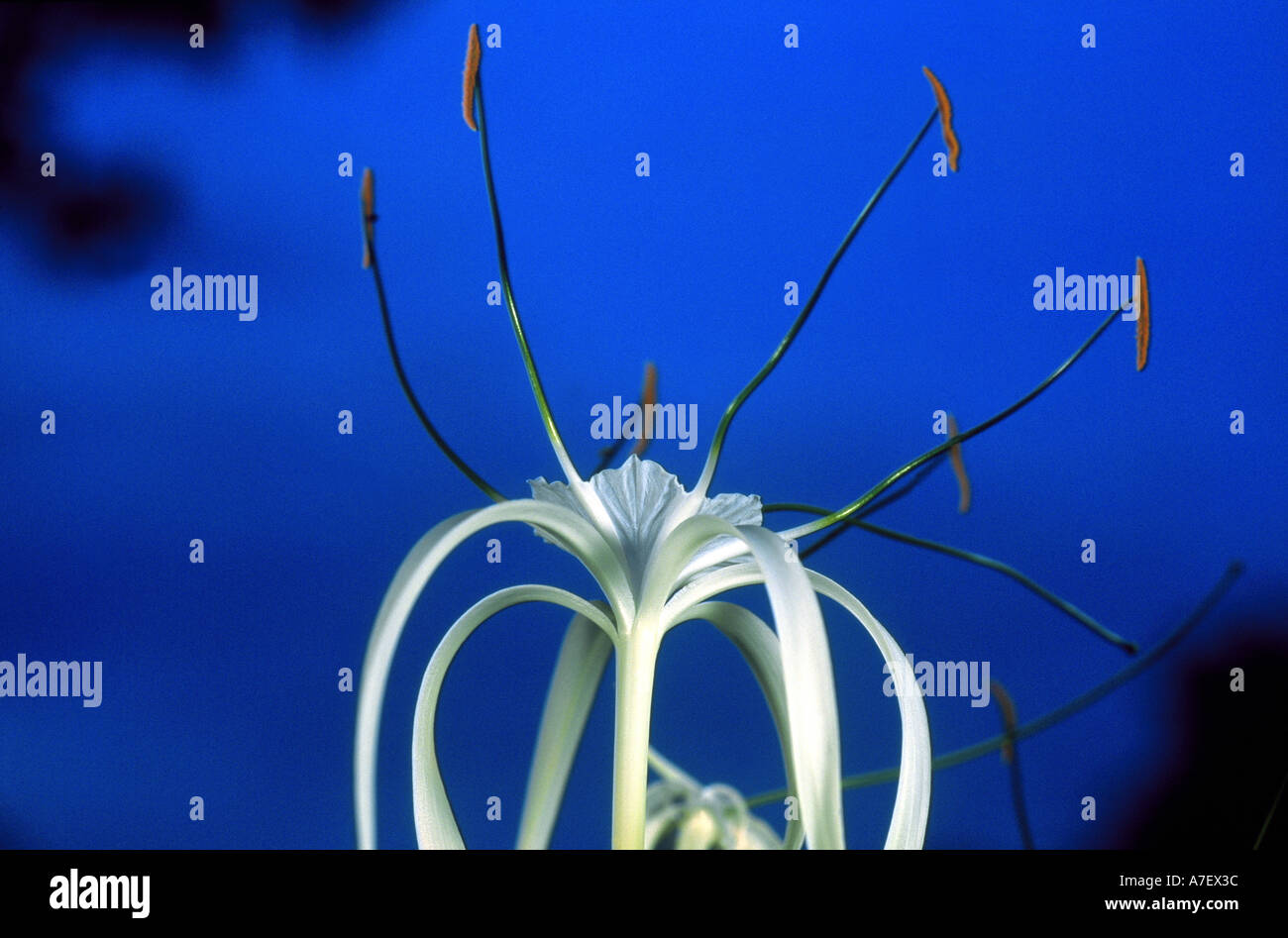 Panama, Borro Colorado Island, Forest lily opening its flowers to attract nocturnal hawk moths Stock Photo