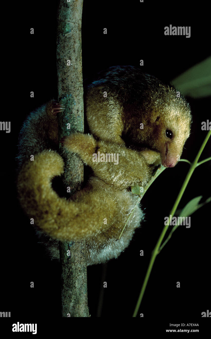 CENTRAL AMERICA, Panama, Borro Colorado Island Silky anteater (Cyclopes didactylus) clings to a tree branch Stock Photo