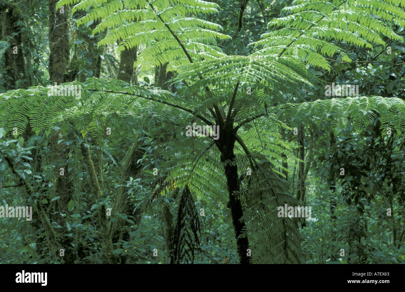 Vulcano Trees Vulcano chiriqui panama hi-res stock photography and images - Alamy