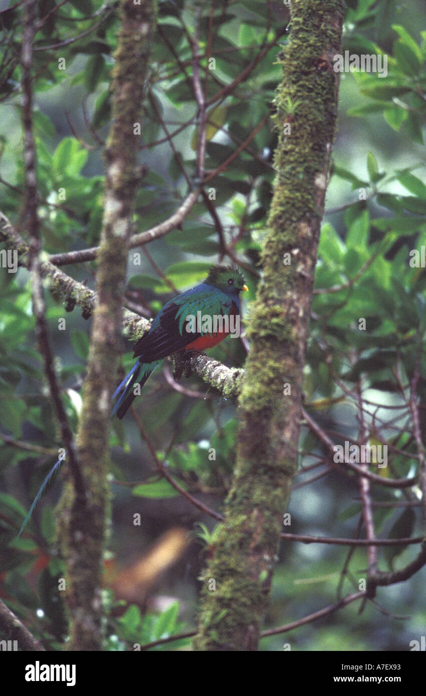 Panama, Chiriqui Province, Parque National de Amistad, Vulcano Baru, Quetzales Lodge. Quetzal male Stock Photo