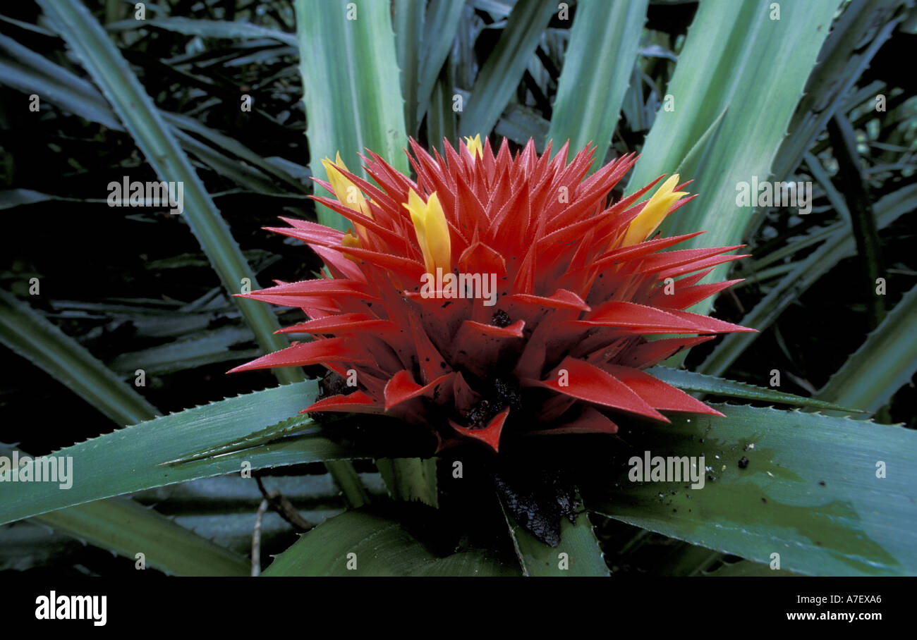 CA, Panama, Barro Colorado Island. Flower of Aechmea, a ground-living bromeliad (Aechmea magdalena) Stock Photo