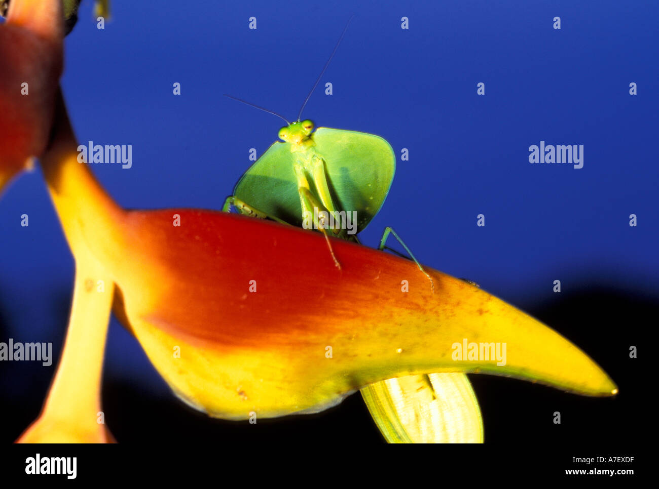 Central America, Panama, Barro Colorado Island. Praying mantis on ...