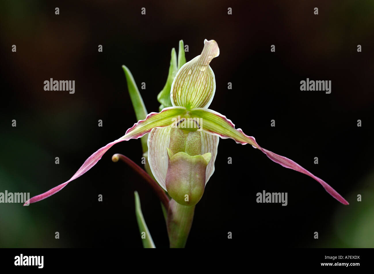 Phragmipedium longifolium, Ecuador Stock Photo