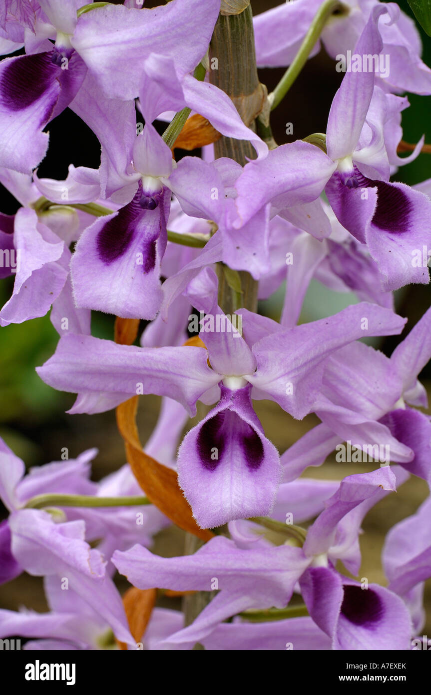 Orchid, Dendrochilum beyrodtianum Stock Photo