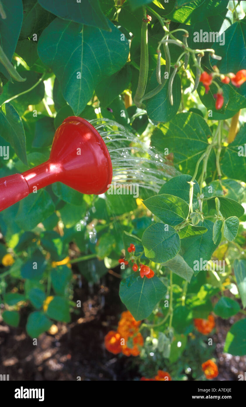 Watering runner beans Stock Photo Alamy