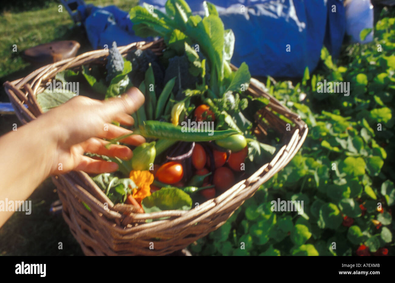 Harvest of vegetables in a wicker basket Stock Photo - Alamy
