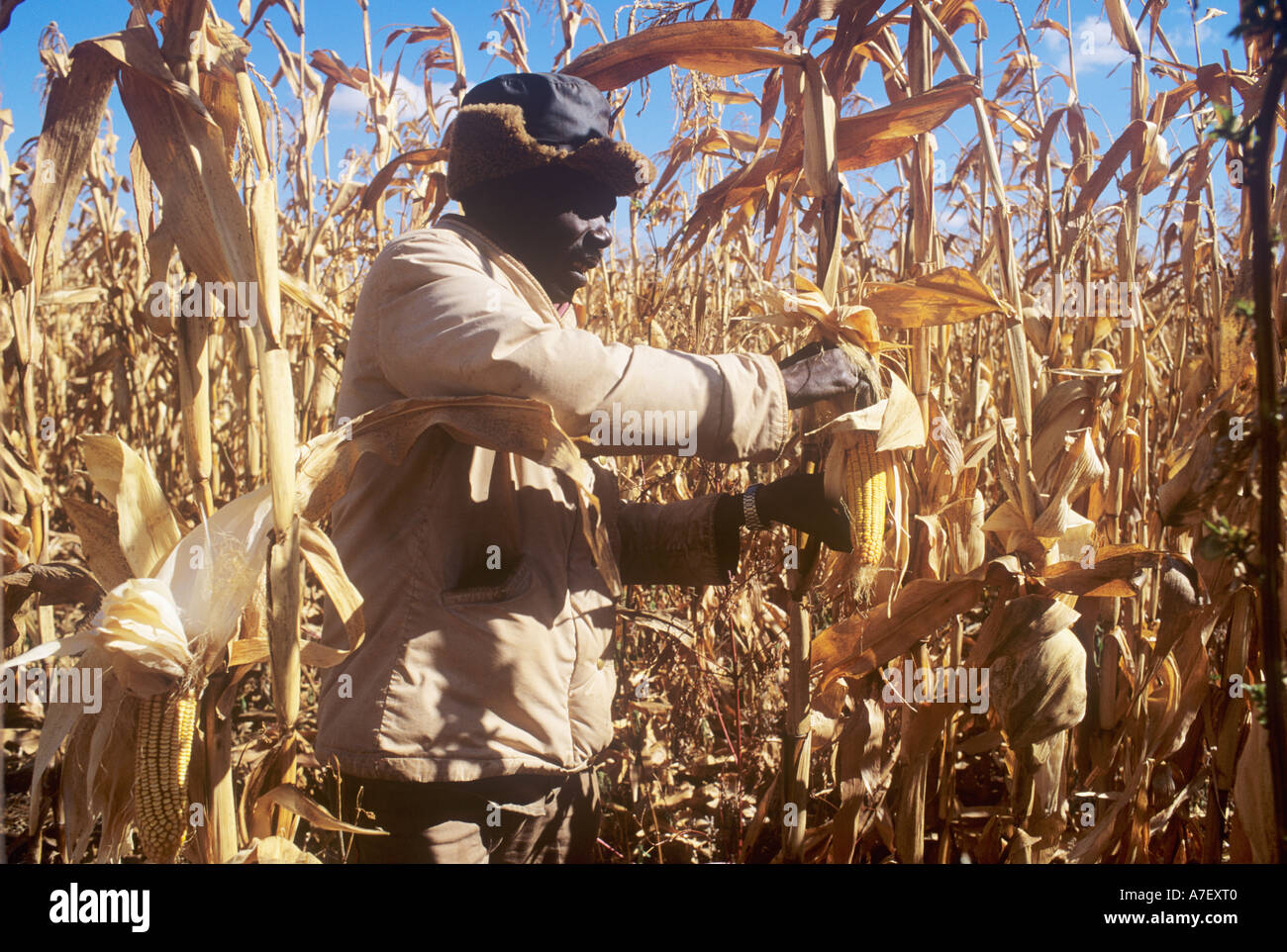 Black farmhand picking corn on white farm in Zambia Stock Photo