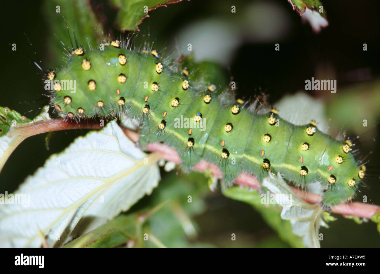 Emperor moth caterpillar (Saturnia pavonia Stock Photo - Alamy