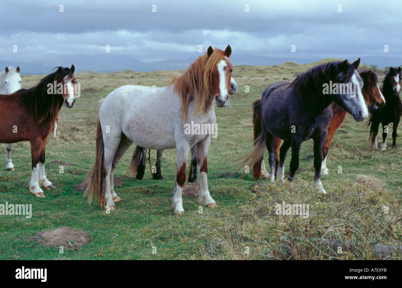 Semi-wild Welsh ponies, at Newborough Warren National Nature Reserve, Anglesey, North Wales, UK . Stock Photo