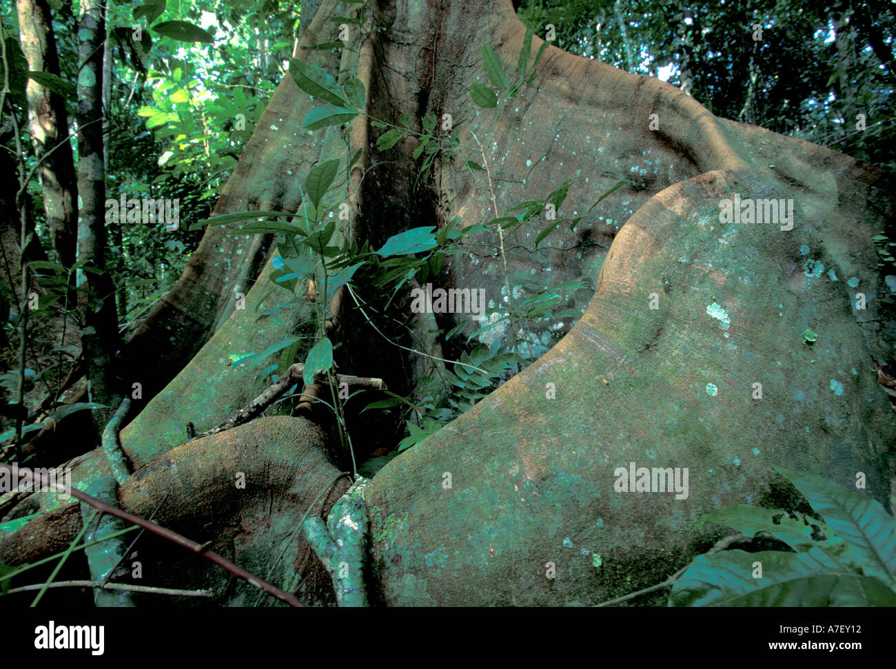 Central America, Panama, Barro Colorado Island. Buttress roots (Dipteryx panamensis) Stock Photo