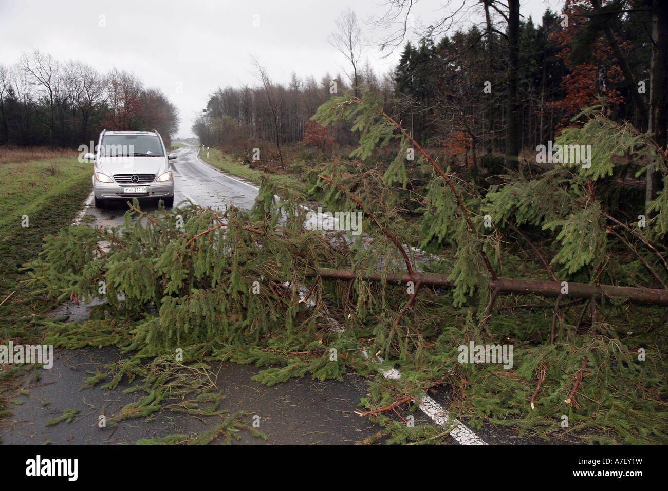 Disrooted trees are blocking a road after a storm Stock Photo